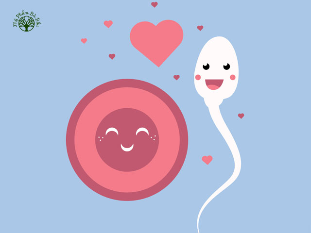 Sự thụ tinh xảy ra khi tinh trùng “gặp gỡ” tế bào trứng trong ống dẫn trứng