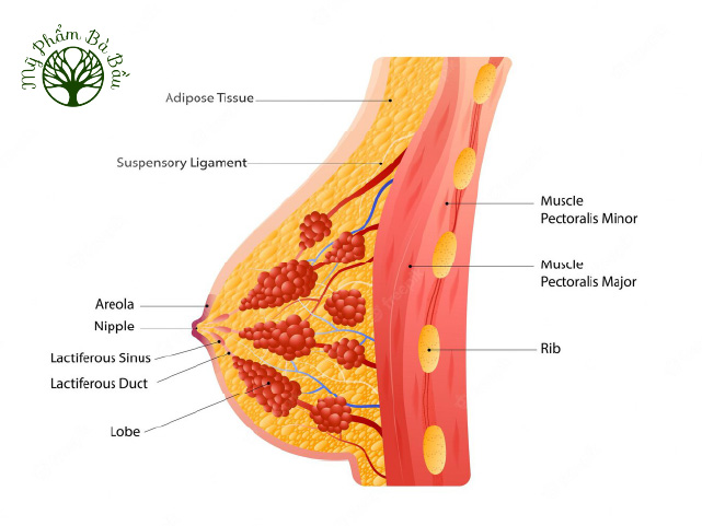 Ngực được cấu tạo từ cơ và các mô giúp định hình kích thước và nâng đỡ vòng 1