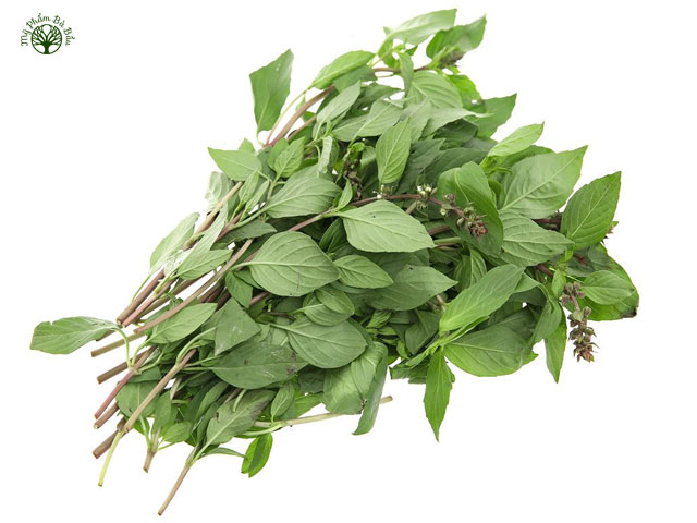 Húng quế là một loại thảo dược phổ biến với nhiều công dụng phòng chữa bệnh