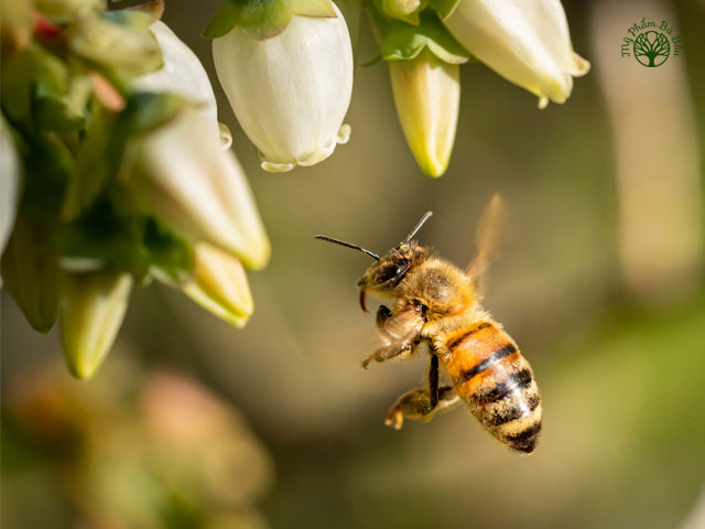 Mật ong được tạo ra bởi những con ong sử dụng mật hoa từ hoa